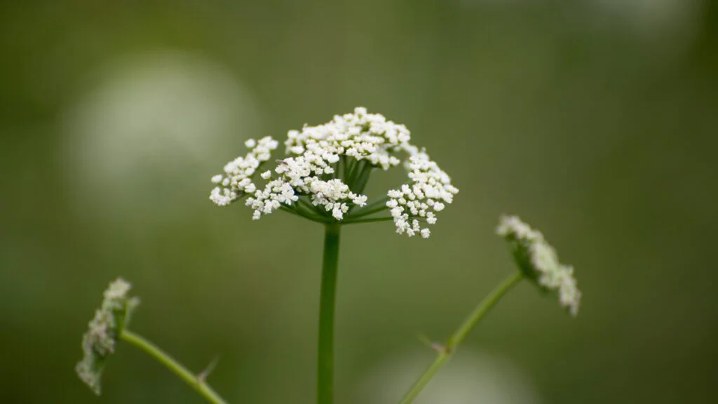 Co bedrník obsahuje
