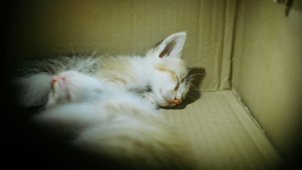 Kočka se schovává v krabicích a taškách. Odborníci vysvětlují, proč miluje malá tmavá místa