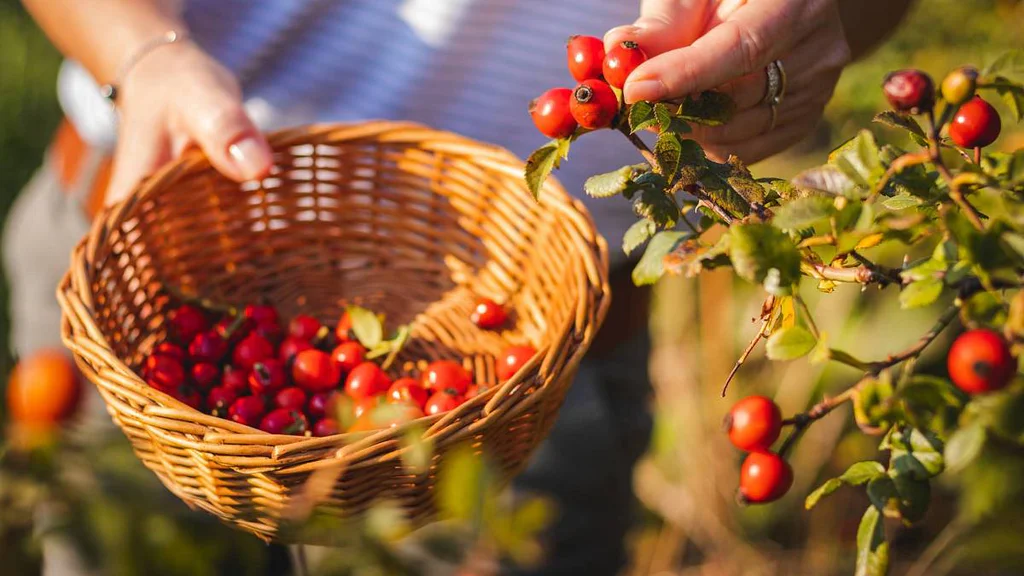 Poklad na konci zahrady, ze kterého nemusíte dělat jen čaj