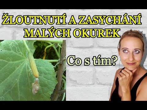Video k článku