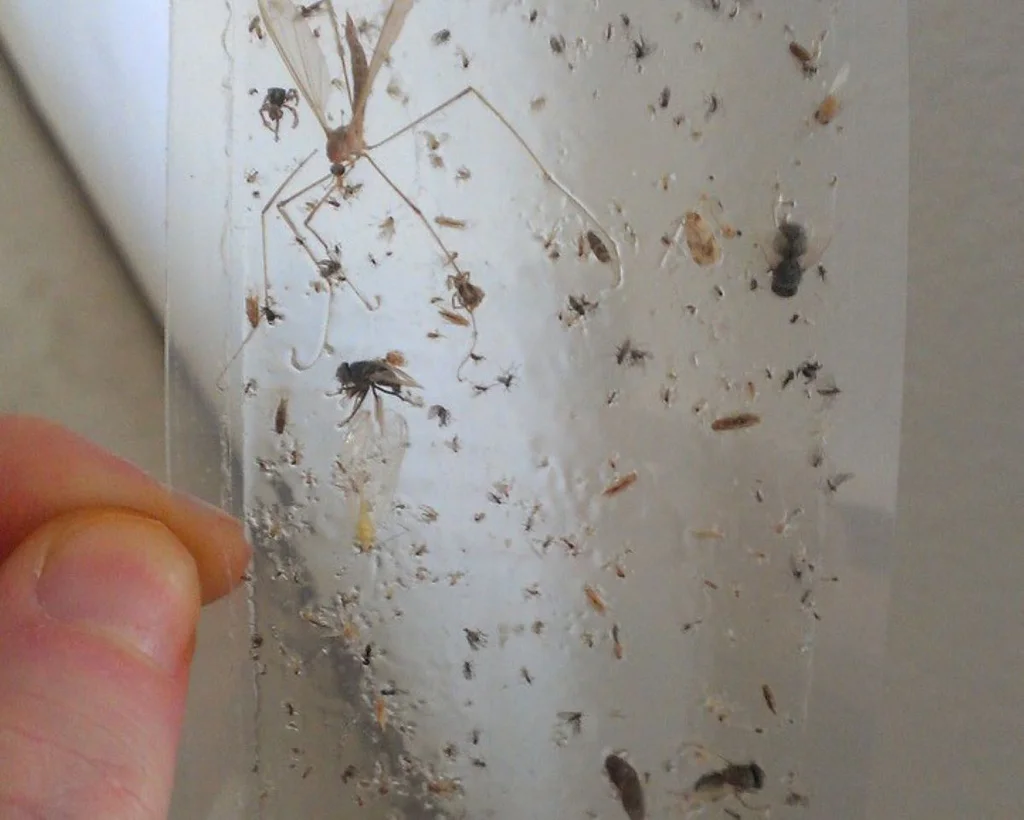 Z cukru můžete vyrobit domácí mucholapku