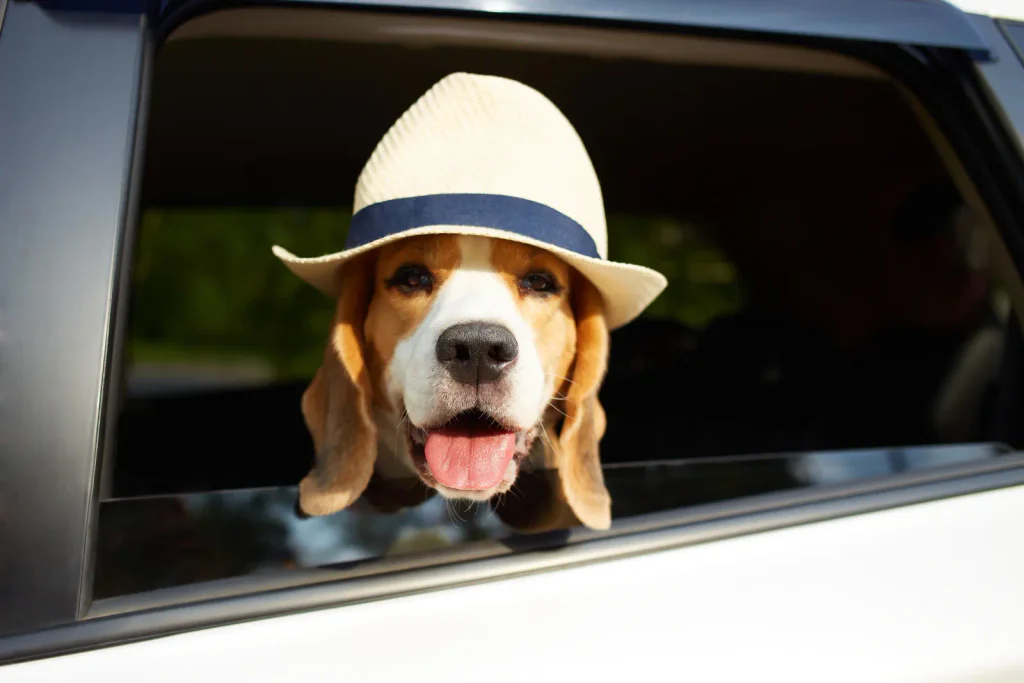 Roztomilý pes plemene bígl ve slaměném klobouku se dívá z okénka auta. Letní výlet se zvířátkem. 
