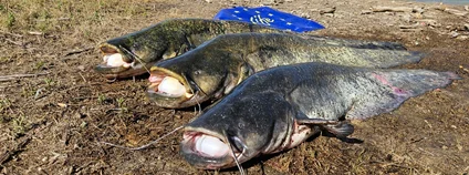 Čeští vědci potvrdili masivní přemnožení invazního sumce v jižním Španělsku Foto: Martin Čech BC AV ČR 4