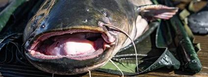 Trofejní sumec Foto: Dalibor Novotný BC AV ČR