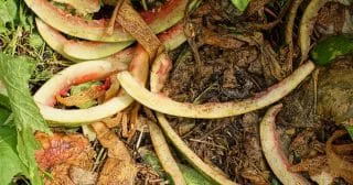 Slupka z melounu je nedoceněný poklad. Pro rostliny je to vitamínová bomba, pro škůdce „smrťák“