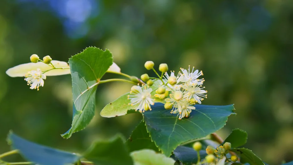 lipový květ pro výrobu čaje