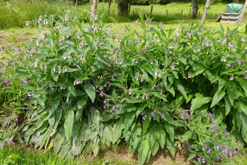 Kostival je nenápadná bylina.