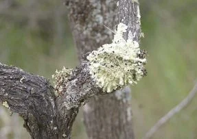 Podzimní postřik na stromy: Mech a lišejník hynou díky síranu železnatému