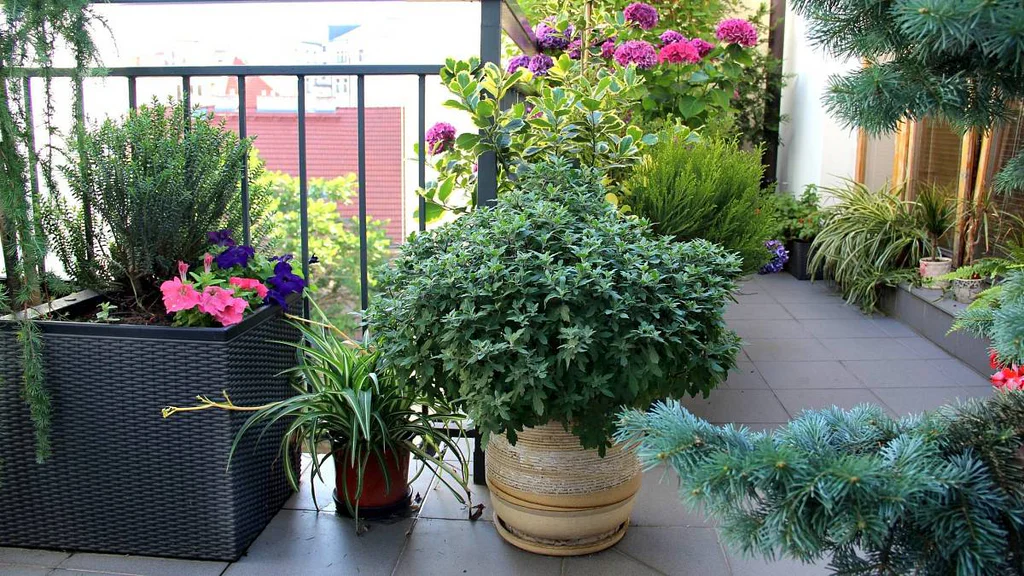 6 rostlin, které ochrání váš balkon před zvědavými sousedy