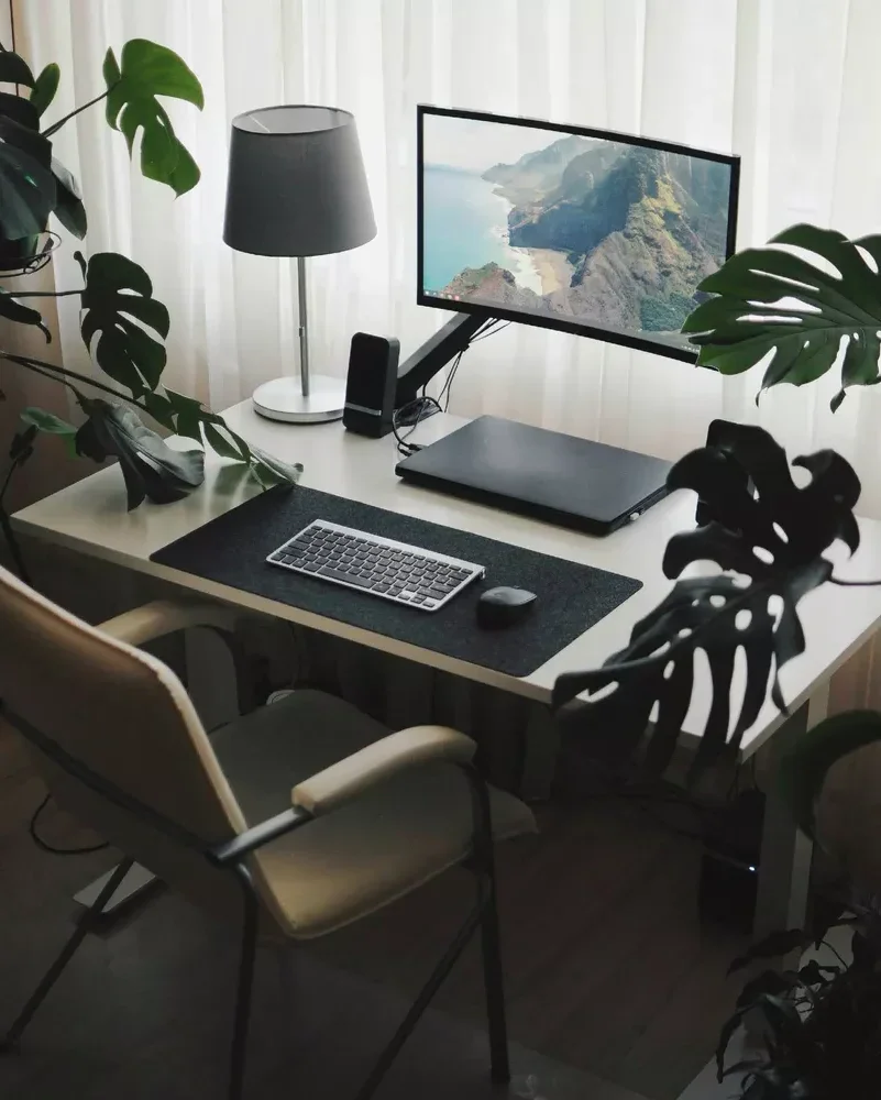 monstera v pracovně