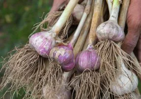 Pěstování česneku