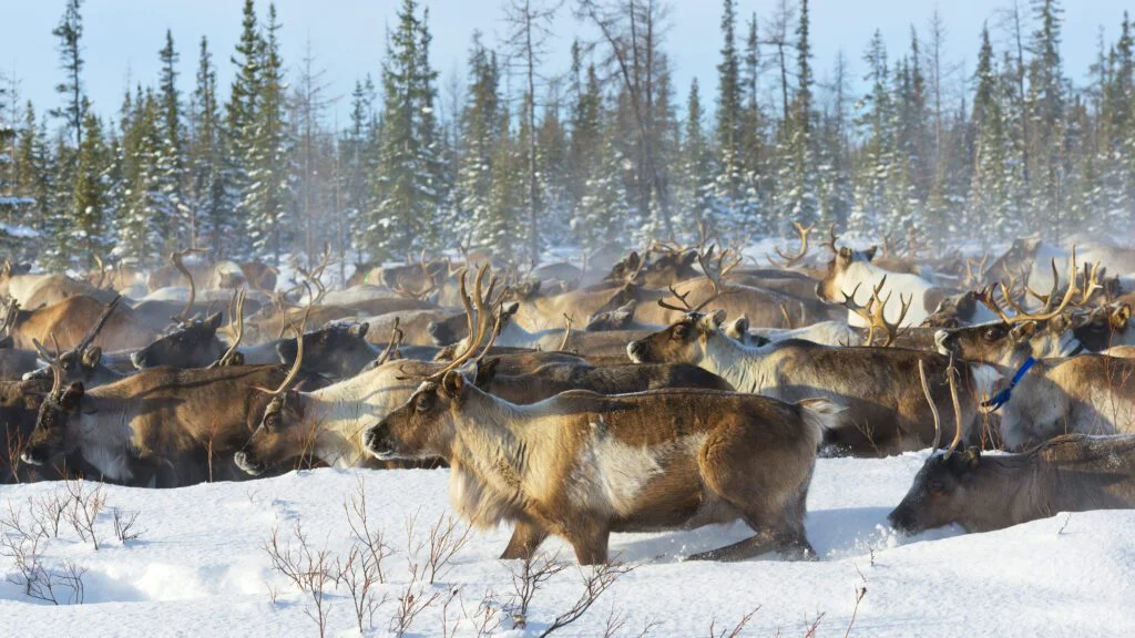 Smrtelné šíření antraxu