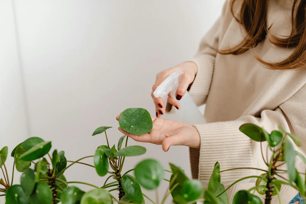 Prach na pokojovkách bude mizet pomaleji, když listy otřete vodou s kapkou mléka. Získají přirozený lesk