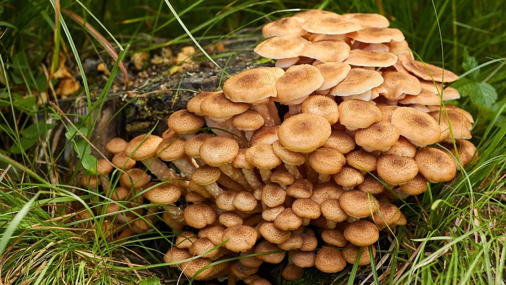 Tahle houba je symbolem podzimu. Ale taky důvodem výplachů žaludku