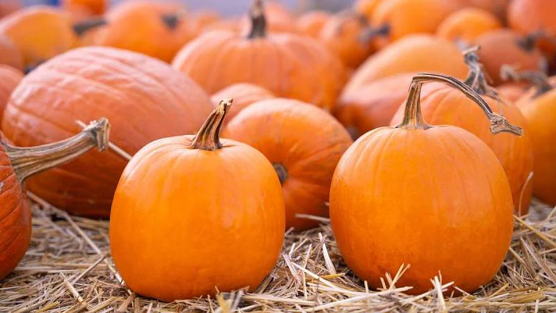 Dýňová sezóna v Česku je tady. Skliďte si tu svoji, na polévku nebo pro radost dětem