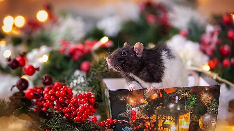 Prosinec a myška v krabičce