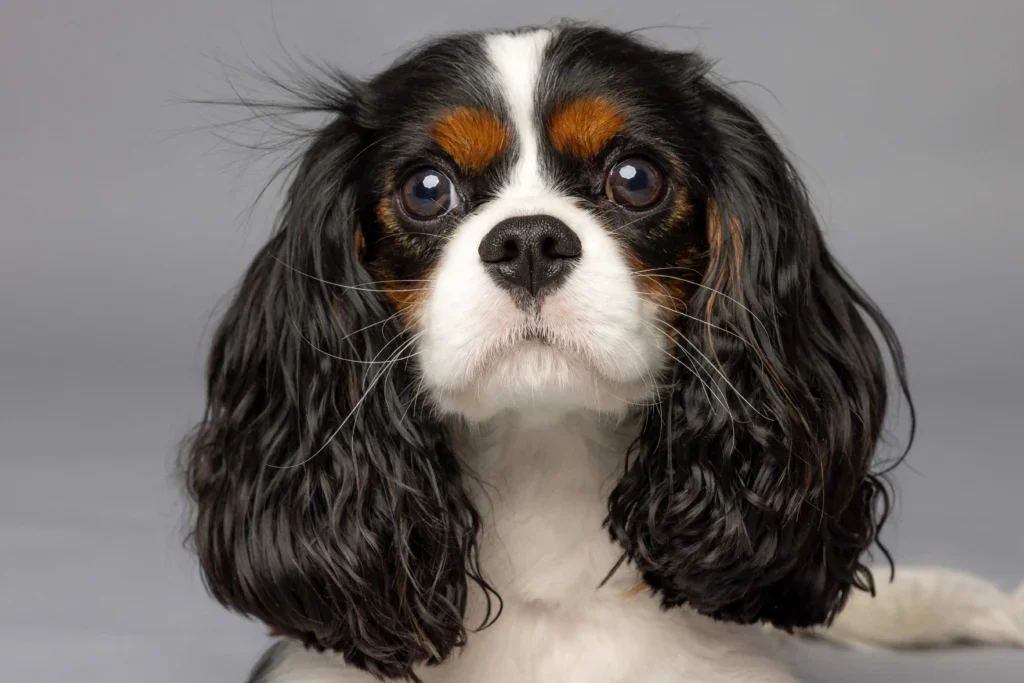 Cavalier King Charles španěl