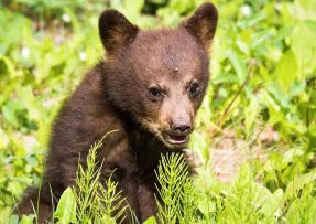 Mládě černého medvěda