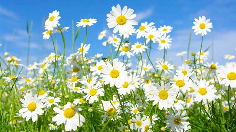 Ponechání sedmikrásek na zahradě přináší řadu výhod