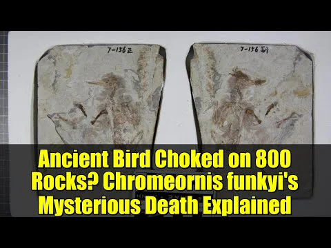 Video k článku ZDE