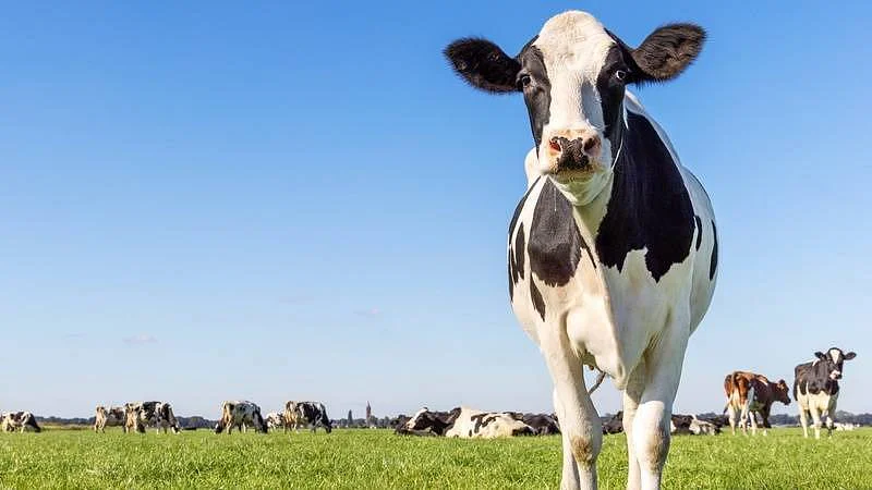 Kráva, pastevní chov