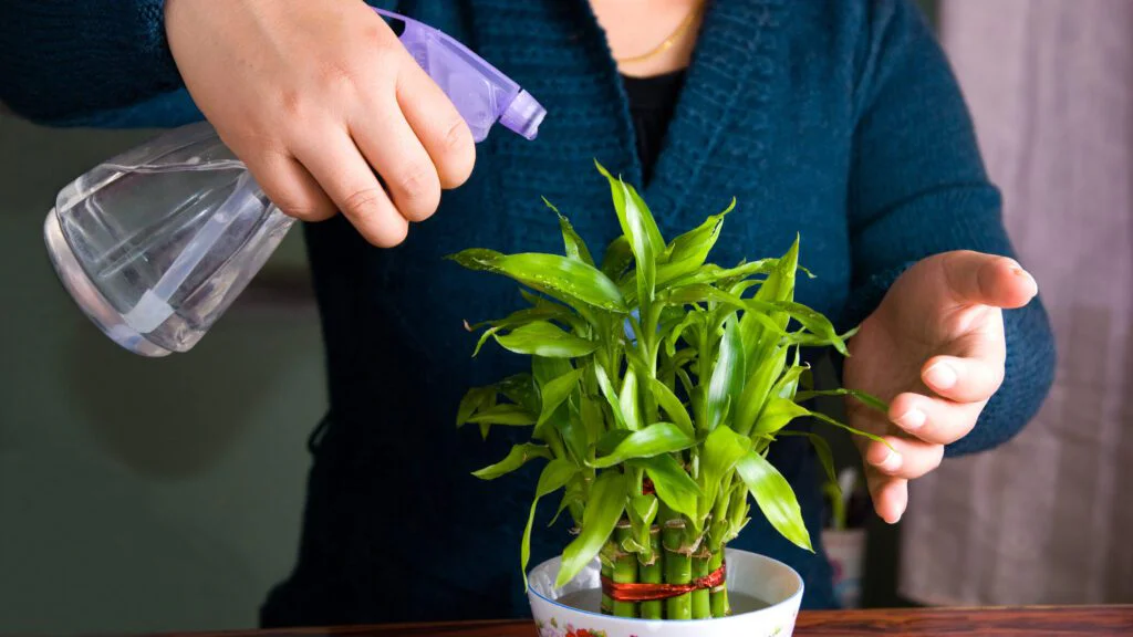 Dračinec pruhovaný