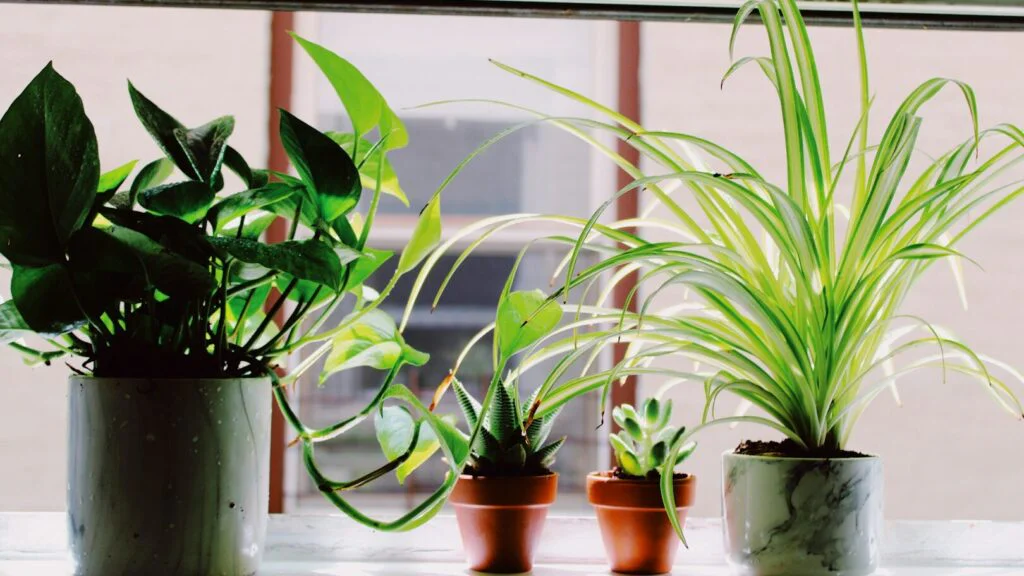 Psychologický a symbolický efekt