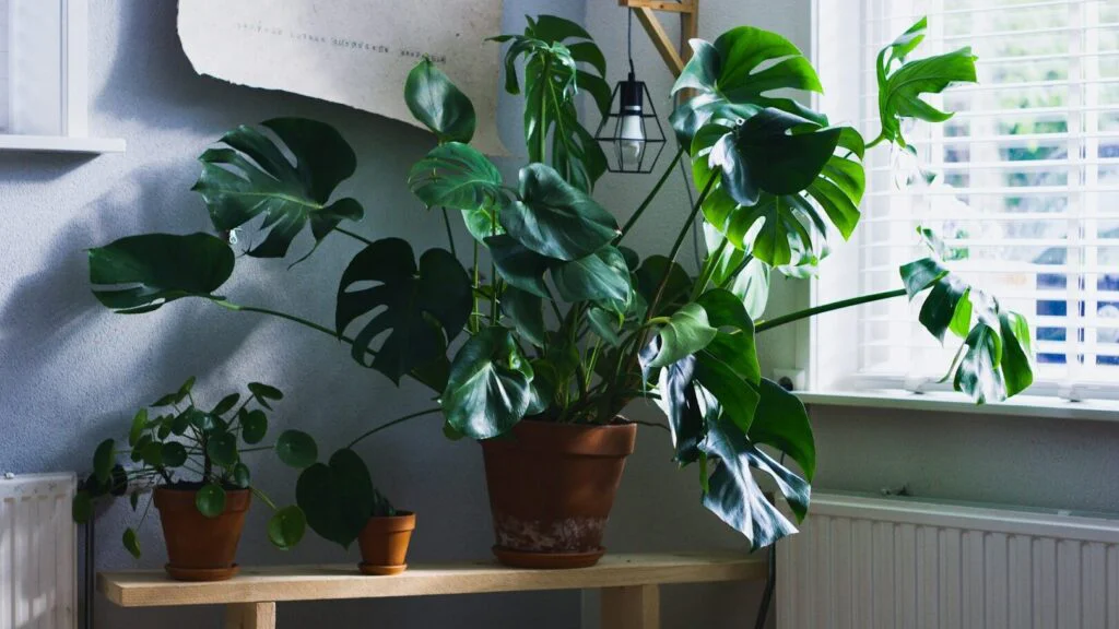 Stromovitější a větší rostliny