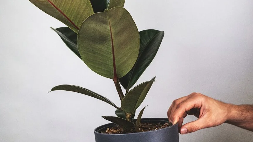 Fíkovník pryžodárný