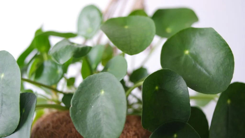 Pilea peperomioides