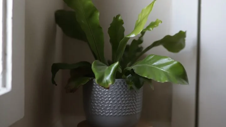 Význam umístění rostlin a jejich energie