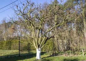 Kdy a jak bělit stromy na podzim: Vápno je skvělým pomocníkem