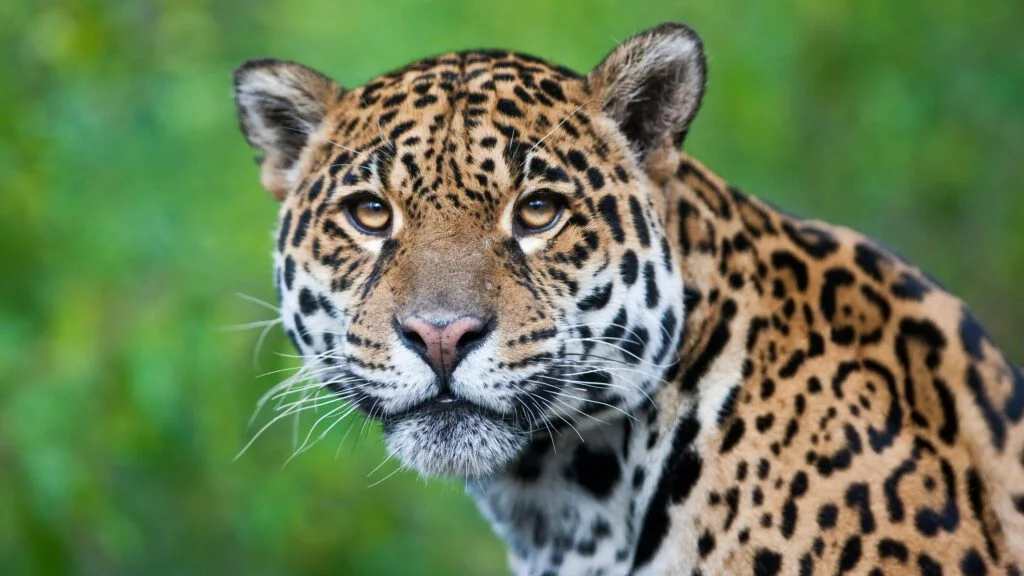 Historie vzniku Mezinárodního dne jaguára