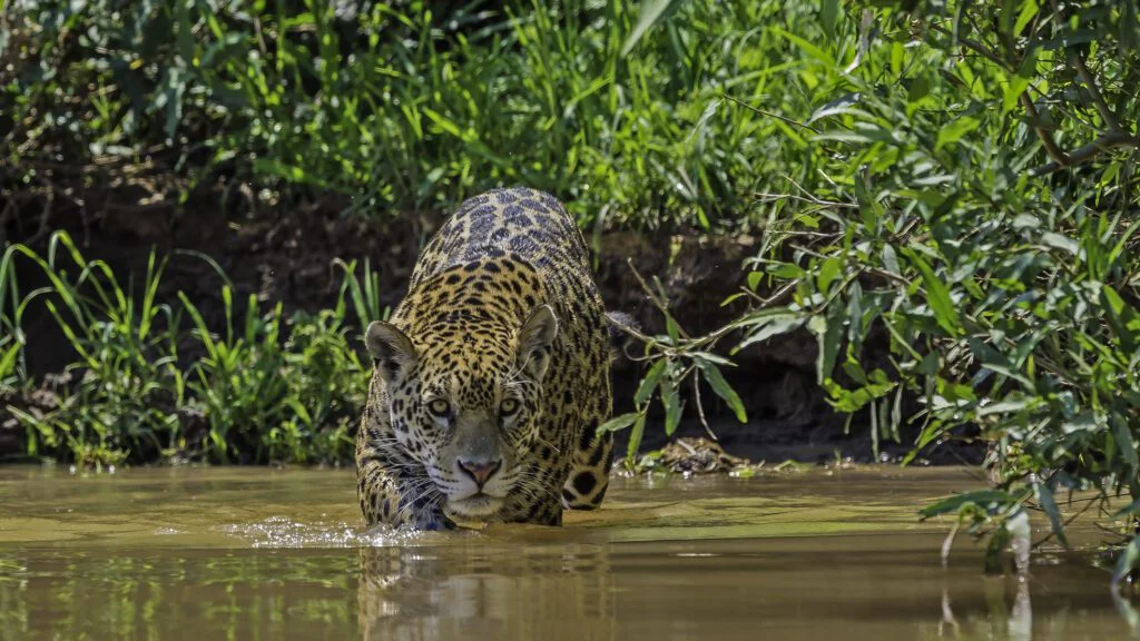 Ekosystémová role jaguára