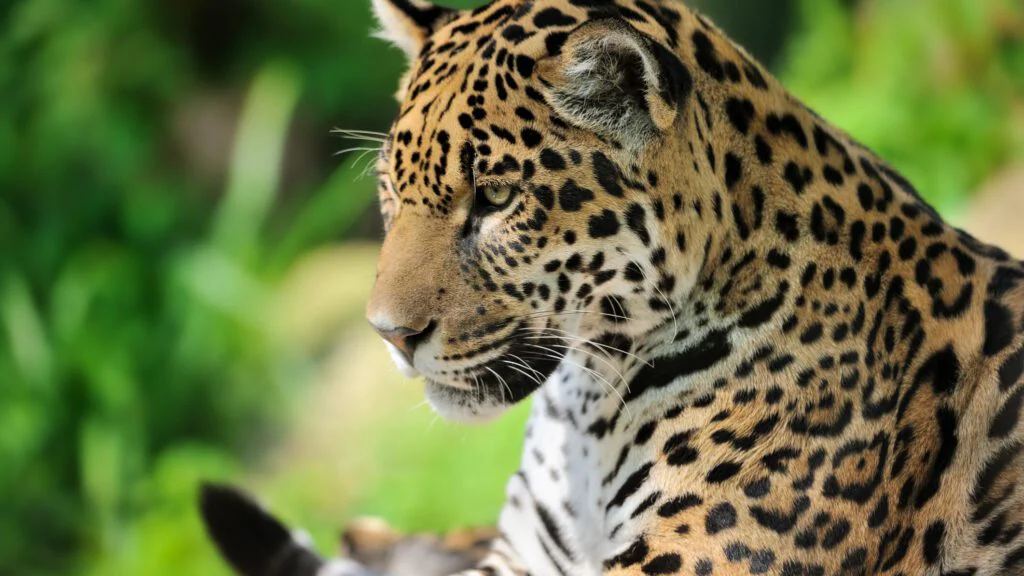 Jak se slaví Mezinárodní den jaguára