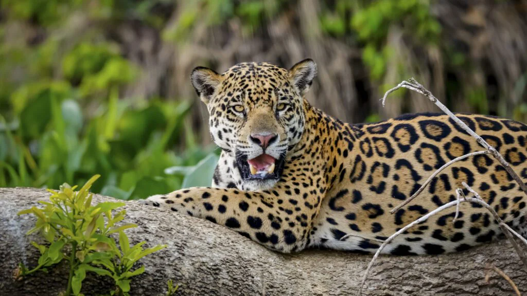 Kultura a duchovní význam jaguára