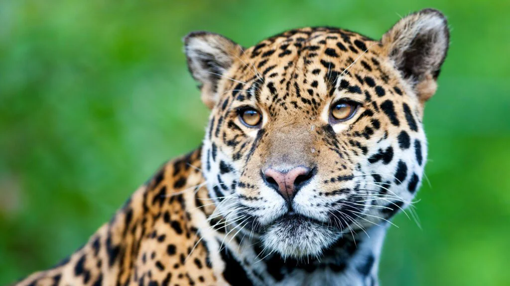 Co jaguára nejvíce ohrožuje