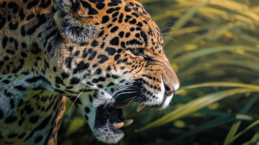 Jedineční tvorové