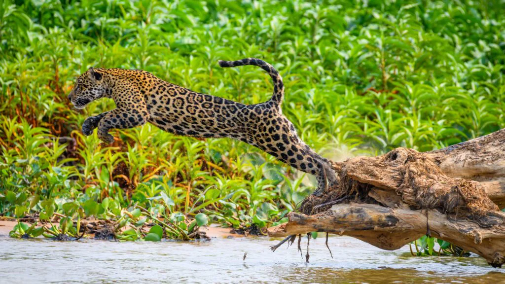 Biologie a unikátní znaky jaguára