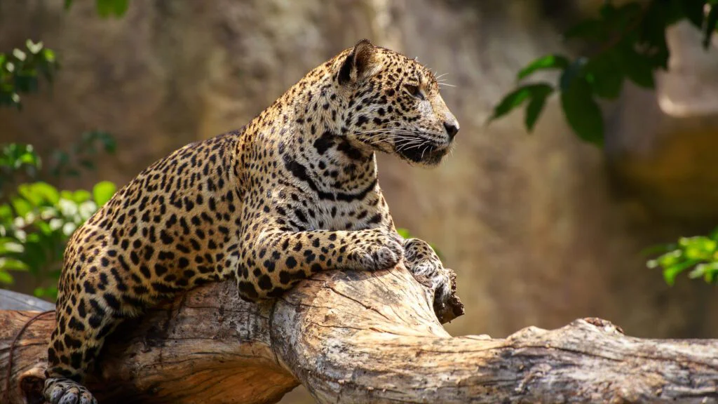 Areál výskytu a jeho dramatické zmenšování