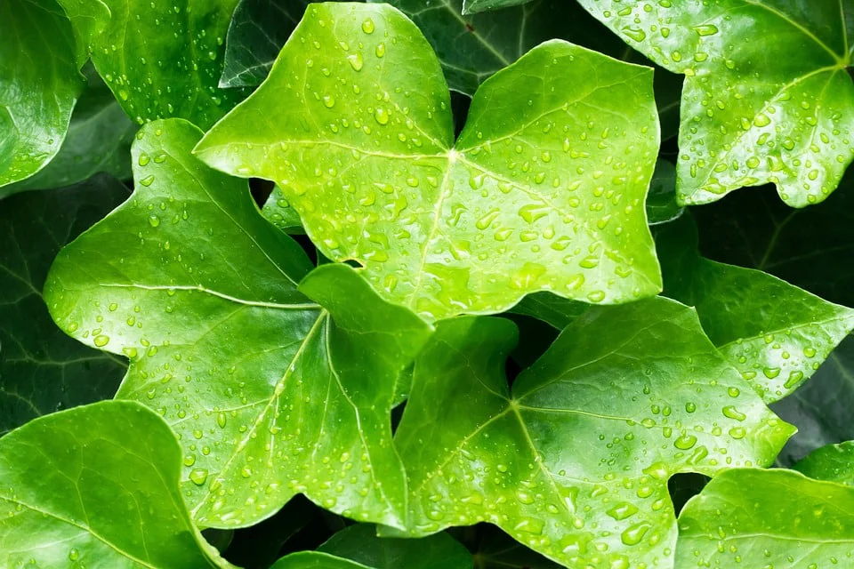 Břečťan je jedovatý