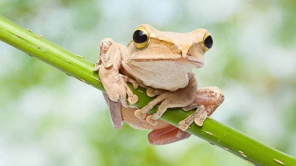 Možná je to neuvěřitelné, ale i žáby dokážou výrazně ovlivnit vývoj trhu s nemovitostmi