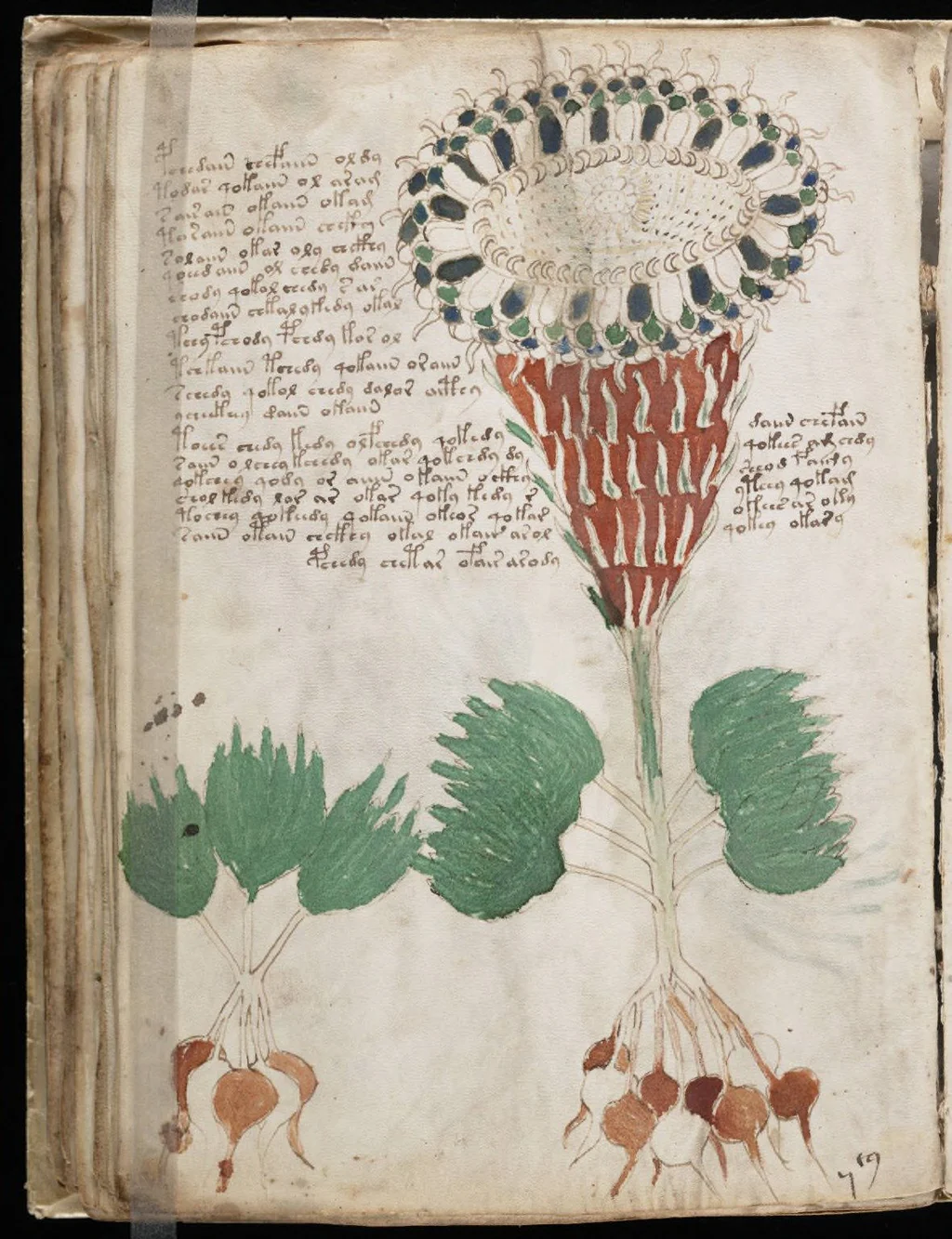 a-page-from-the-voynich-manuscript-38bec2