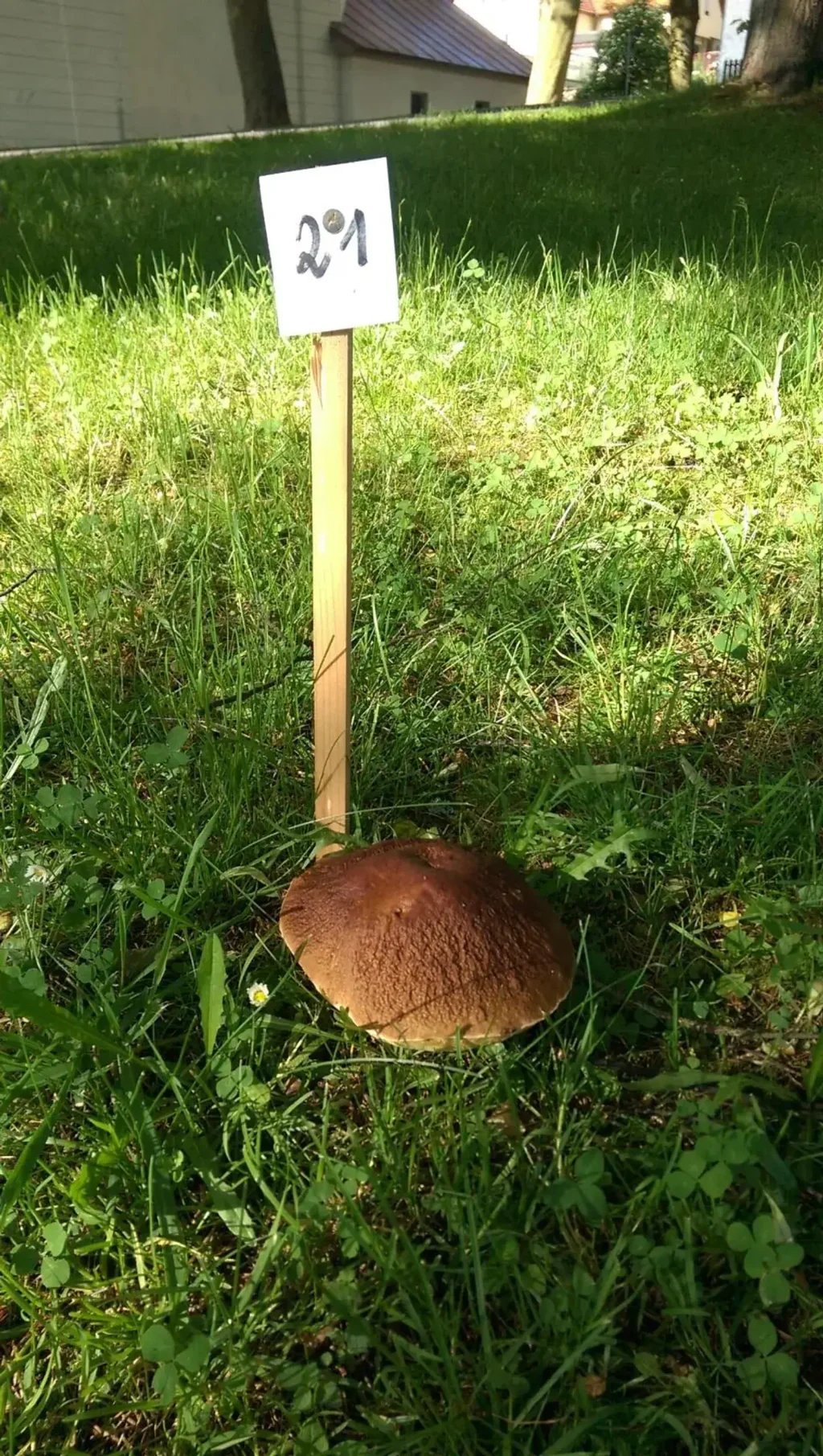 Hříbek rostoucí v travnaté louce, který je očíslován.