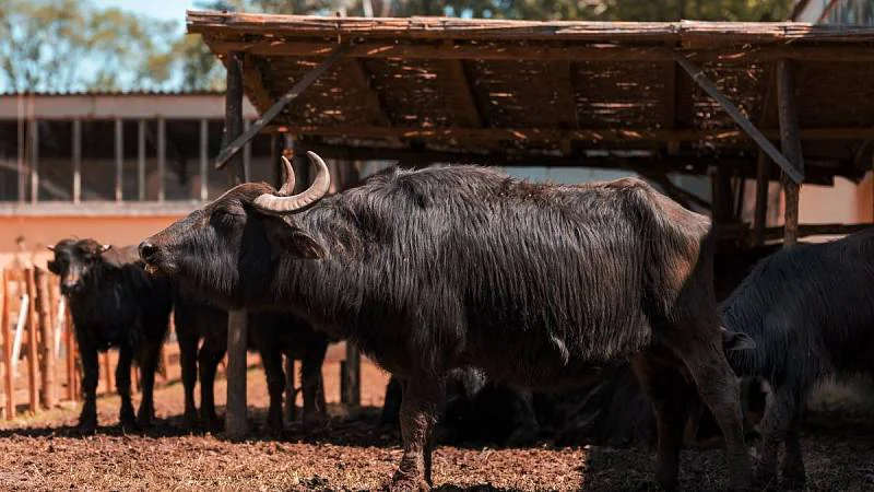 Sýr z buvolího mléka má ve své zemi tradici už od renesance
