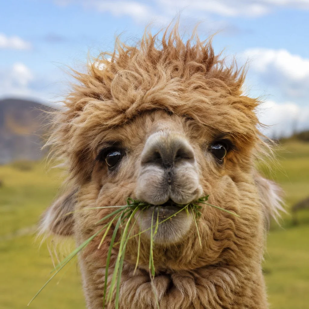 alpaca6