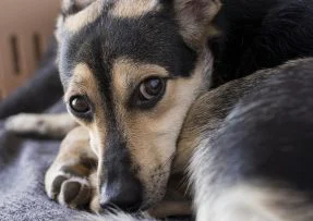 Smutný pes v posteli