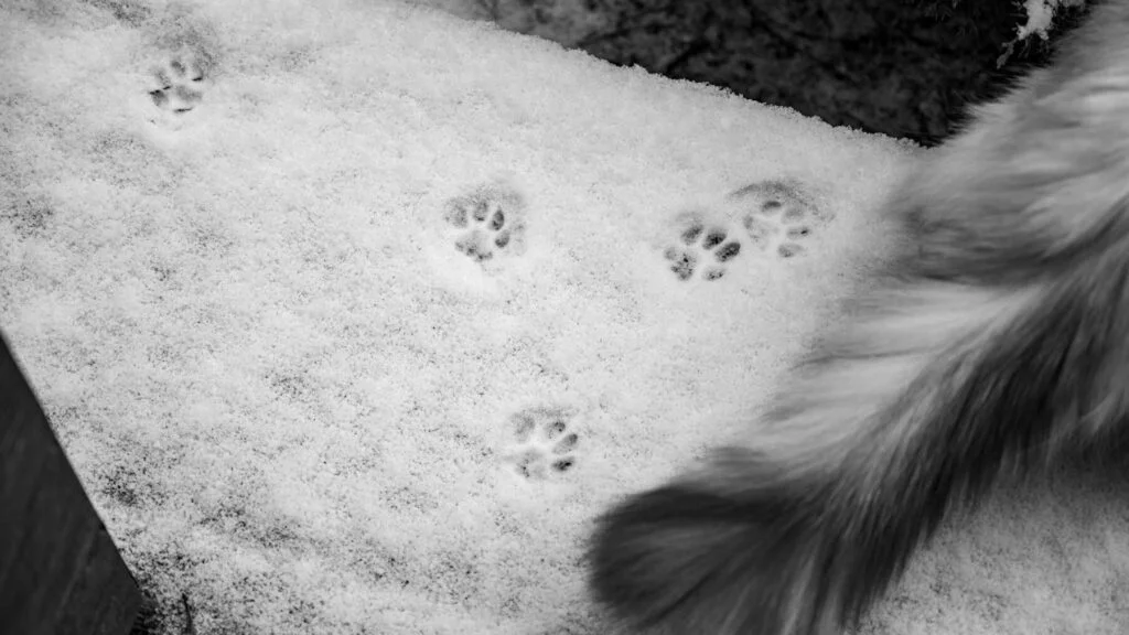 Pozor na sůl, motory i nemrznoucí směsi