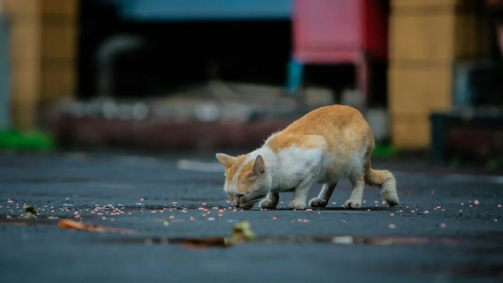 Bezpečné krmení a voda pro toulavé kočky