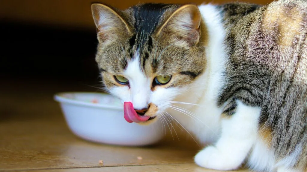 Dopřejte jim teplé jídlo a vodu bez ledu